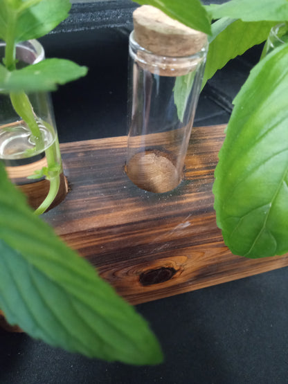 Close-up of a test tube propagation station with cork stopper surrounded by green leaves on a wooden surface.