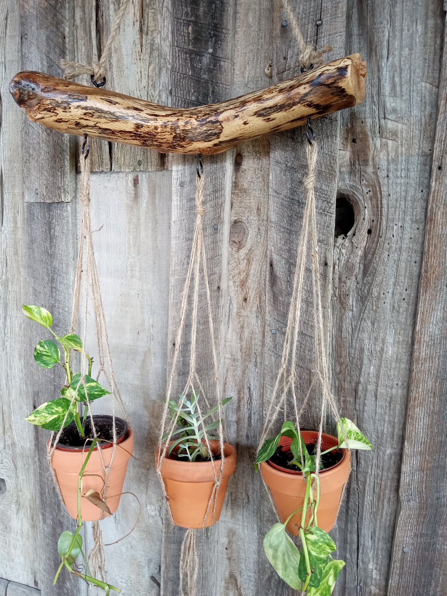 Terracotta pots with plants and hanging branch planter against a wooden background