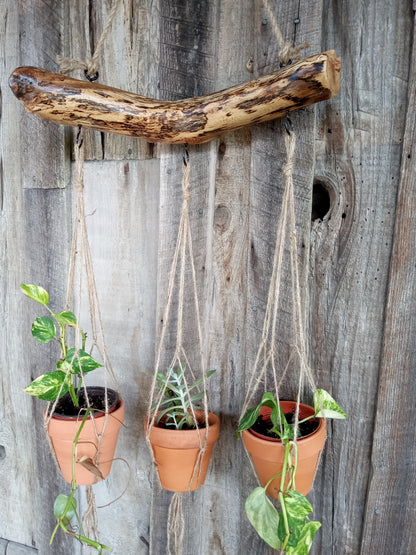 Terracotta pots with plants and hanging branch planter against a wooden background