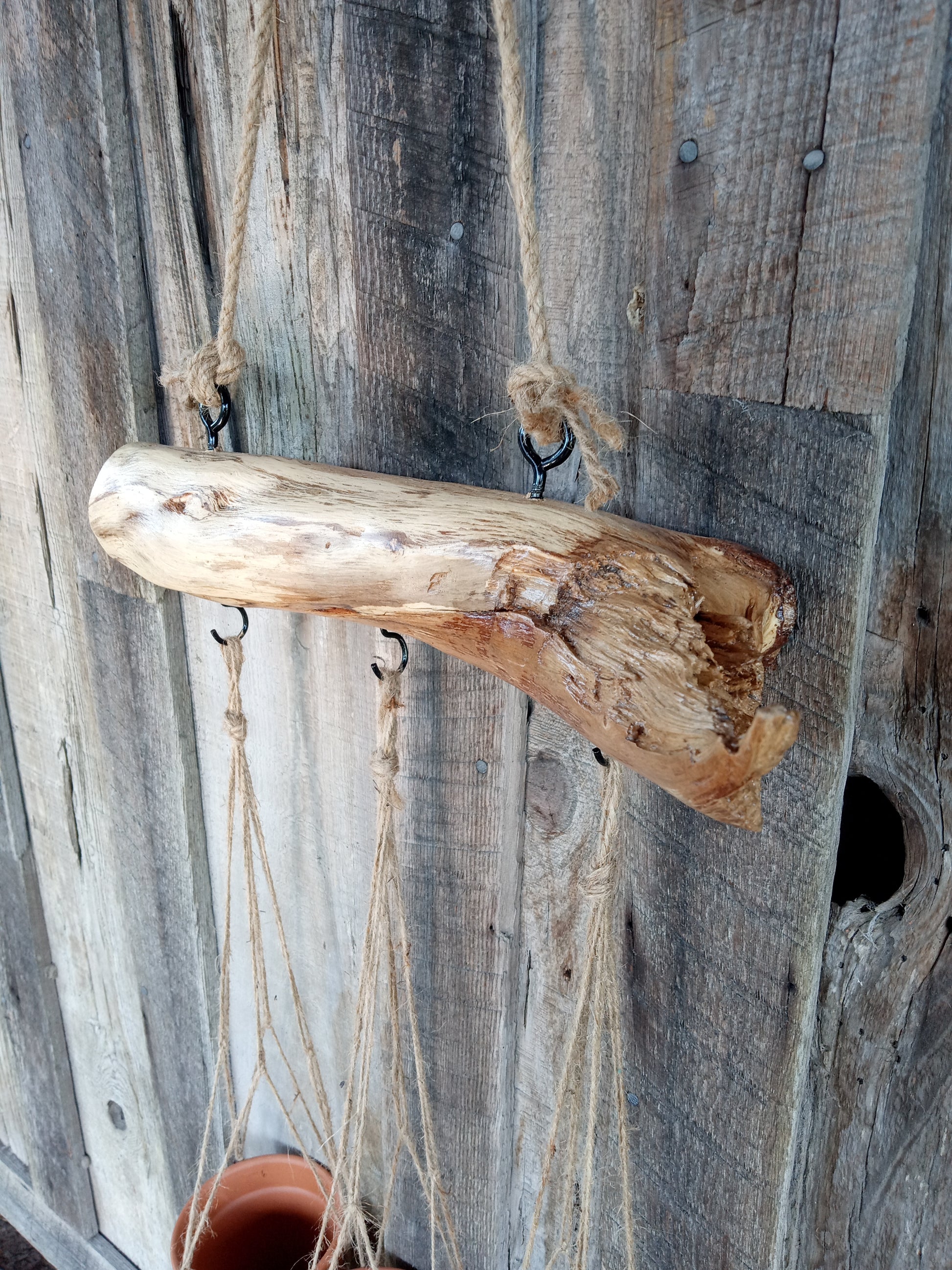 Oak branch with a rustic background