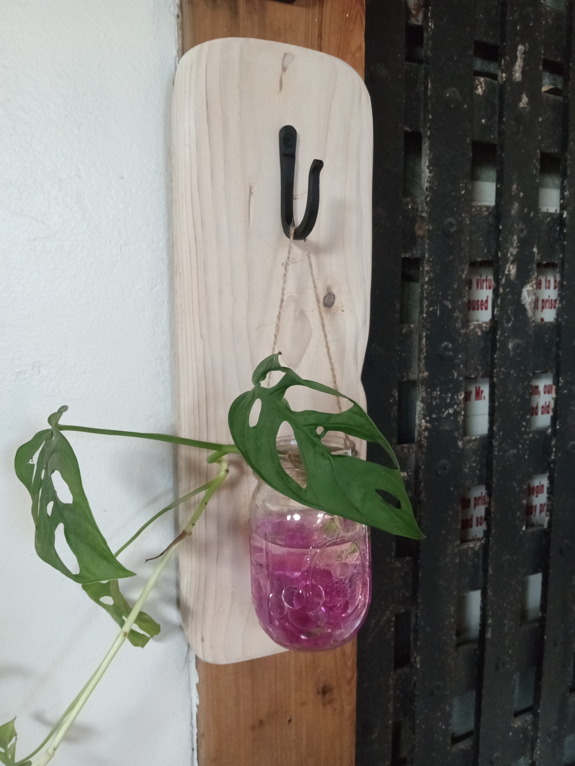 Mason Jar wall sconce hanging on wall with green plant and decorative pink rocks in water.