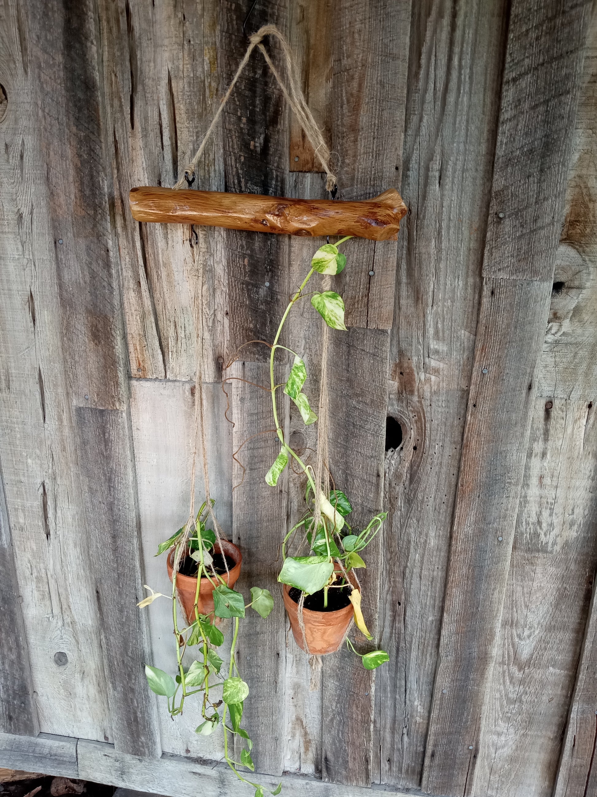 Two terracotta pots holding two plants hanging from an oak branch against the side of a barn.