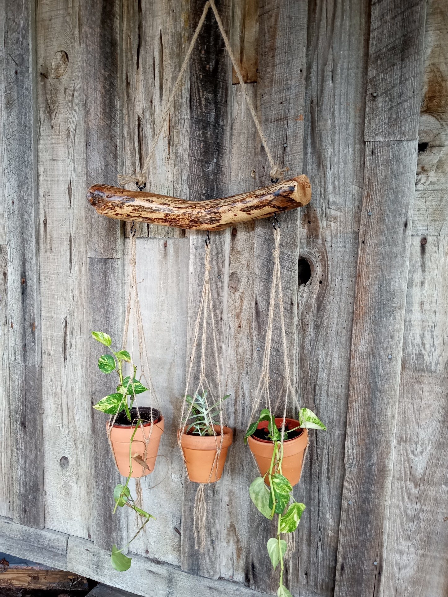 Three terracotta pots with plants hanging from a rustic oak branch with cordage against a wooden barn.