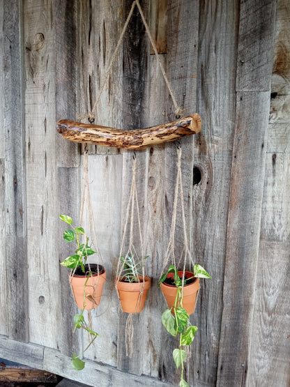 Three terracotta pots with plants hanging from a rustic oak branch with cordage against a wooden barn.