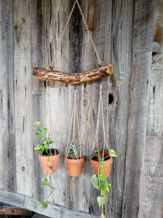 Three terracotta pots with plants hanging from a rustic oak branch with cordage against a wooden barn.