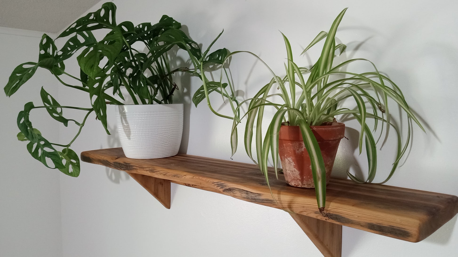 A rustic wall shelf hanging on a plain white wall with two plants sitting on the sturdy shelf.