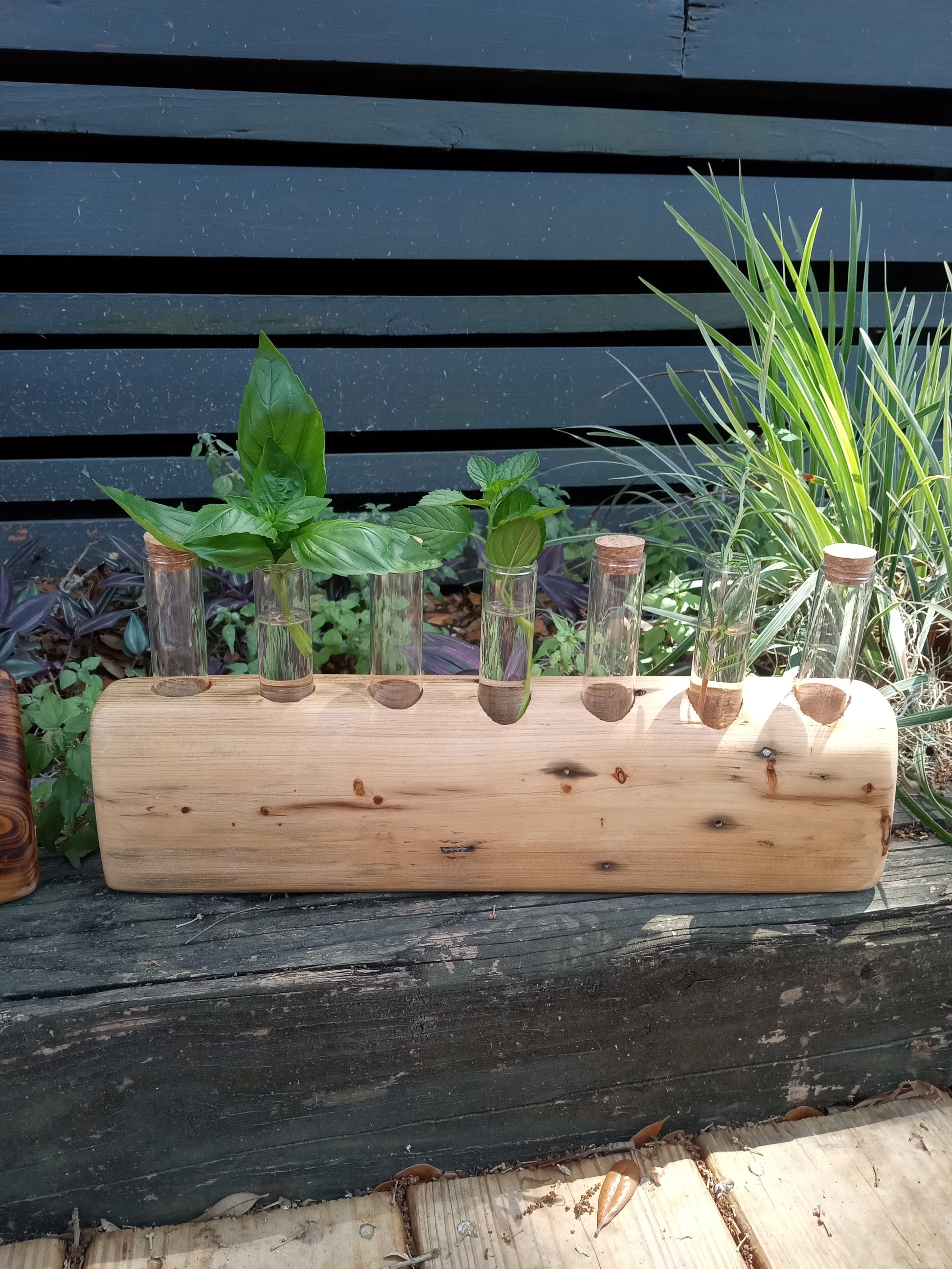 Lightly stained propagation station with plants in test tubes against a dark wall.