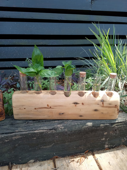 Lightly stained propagation station with plants in test tubes against a dark wall.