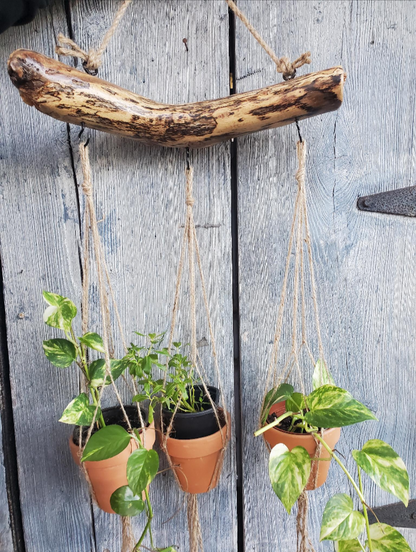 Hanging plant holder made of oak branch with potted plants against a wooden background