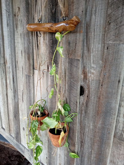 Natural Branch Hanging Planter