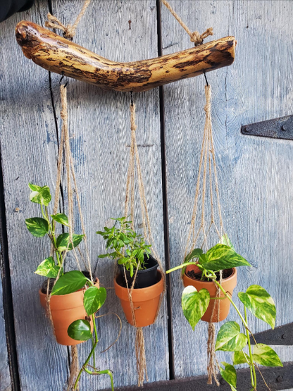 Hanging plants in terracotta pots on a wooden branch against a rustic wooden background