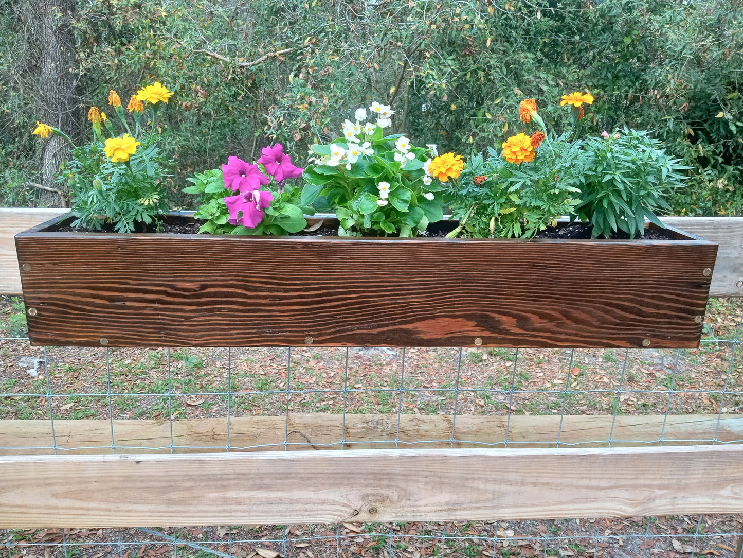 Hanging Fence Planters showcasing vibrant marigolds, petunias, and begonias in a durable cypress wood box, adding a pop of color to any fence.