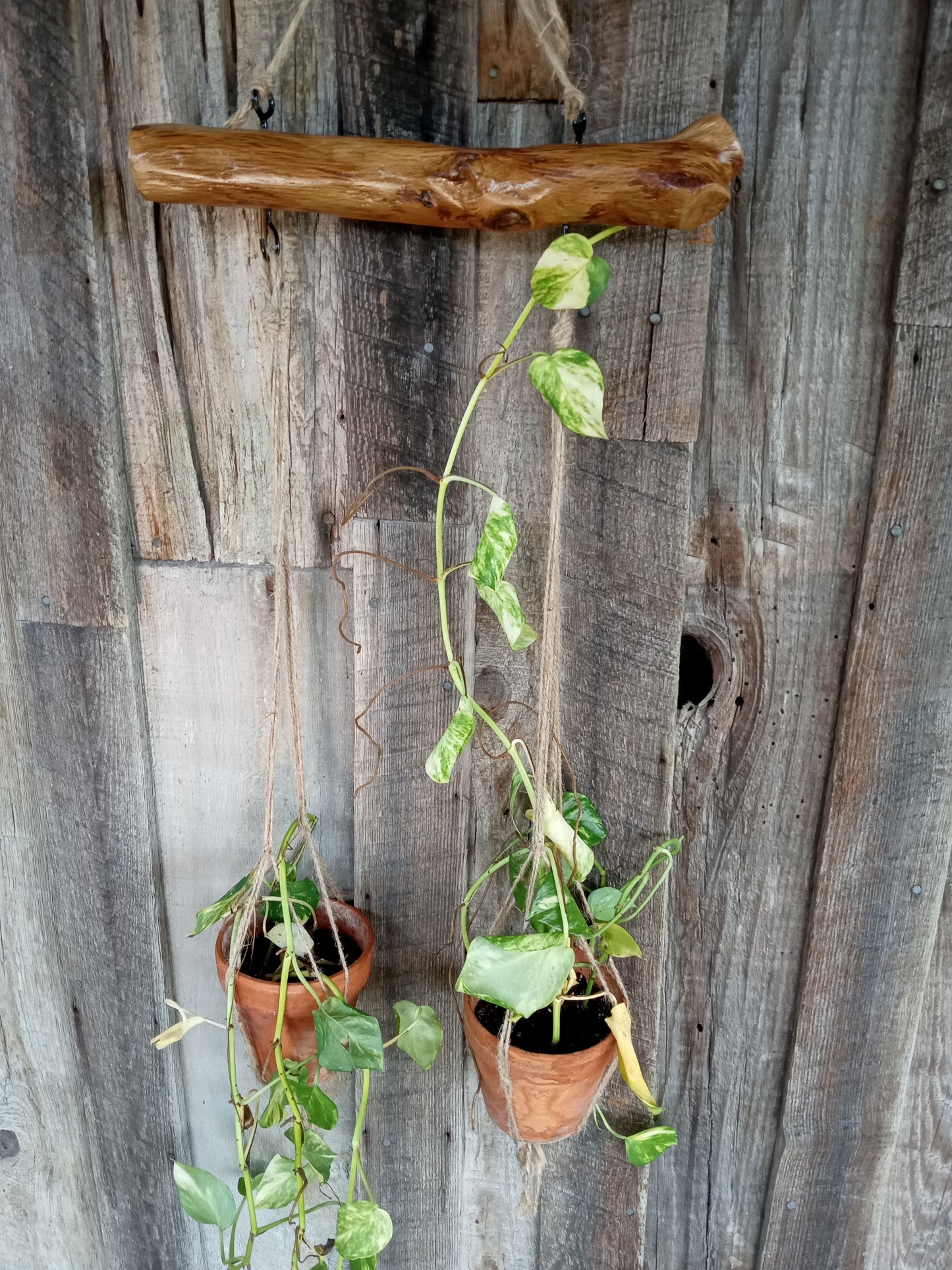 Potted plants hanging from an oak branch planter with a rustic background